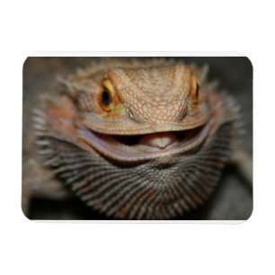 Customizable Bearded Dragon Magnet