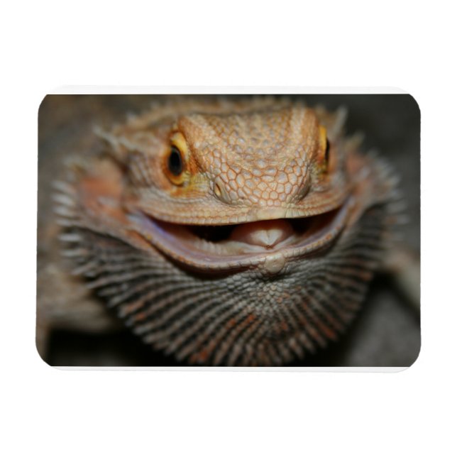 Customizable Bearded Dragon Magnet (Horizontal)