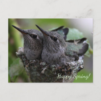 Customizable Cute Baby Hummingbirds Photo | Postcard