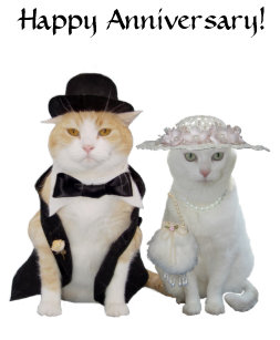 Funny Cat Anniversary Cards Zazzle Co Uk
