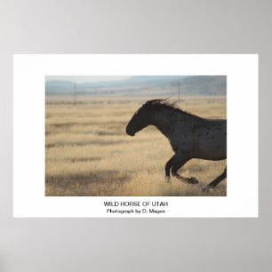 CUSTOMIZABLE WILD HORSE OF UTAH PHOTOGRAPH POSTER