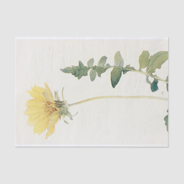 Cut-leaved Balsam-Root by Margaret Armstrong Tissue Paper (Front)
