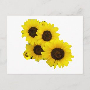 Cut Out Sunflowers Postcard