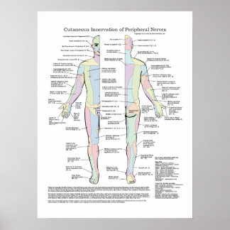 Cutaneous Innervation of Peripheral Nerves Poster