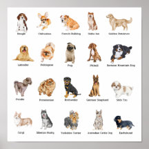 cute 20 dog breeds