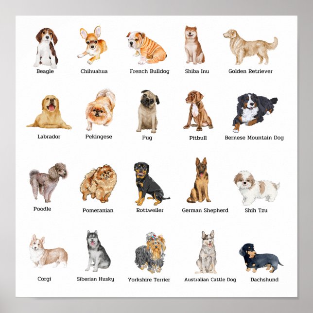 cute 20 dog breeds poster (Front)