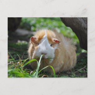 Cute, Abyssinian, Cream and White Guinea Pig Postcard