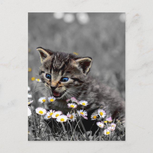 Cute Adorable Cat Kitten  Postcard (Front)