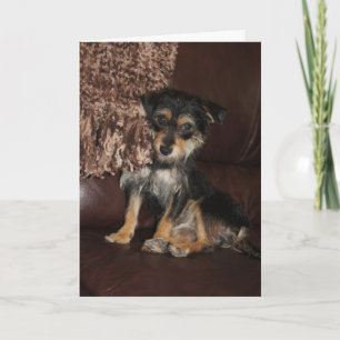 Cute, Adorable Dog Thinking of You Card