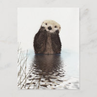 Cute Adorable Fluffy Otter Animal