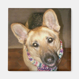 Cute Adorable German Shepherd Dog Black & Tan Magnet
