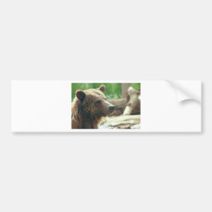 Cute Adorable Nature Bear Animal Face Eyes Bumper Sticker