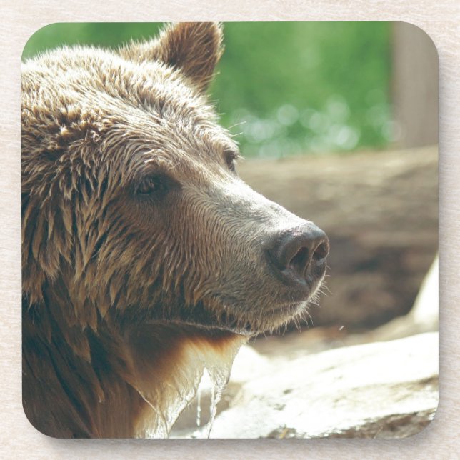 Cute Adorable Nature Bear Animal Face Eyes Coaster (Front)