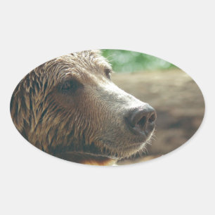 Cute Adorable Nature Bear Animal Face Eyes Oval Sticker