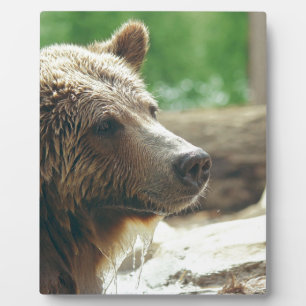 Cute Adorable Nature Bear Animal Face Eyes Plaque