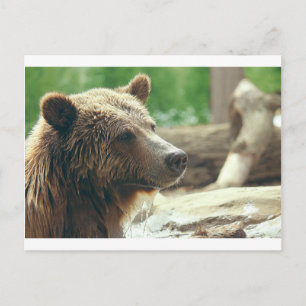 Cute Adorable Nature Bear Animal Face Eyes Postcard