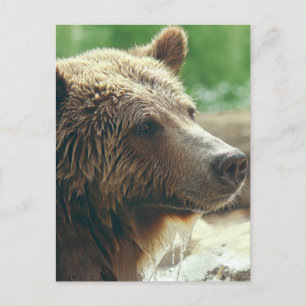 Cute Adorable Nature Bear Animal Face Eyes Postcard