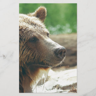 Cute Adorable Nature Bear Animal Face Eyes Stationery