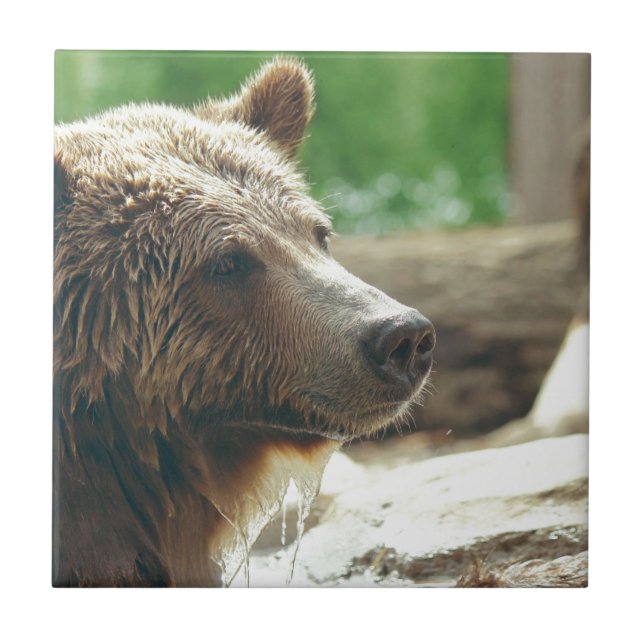 Cute Adorable Nature Bear Animal Face Eyes Tile (Front)