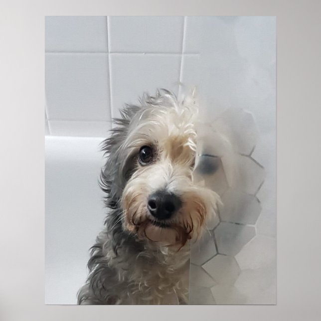 Cute Adorable West Highland White Terrier In Bath Poster (Front)