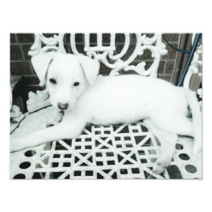 Cute Adorable White Puppy Photo Enlargement
