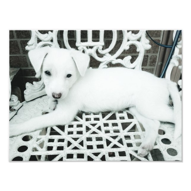 Cute Adorable White Puppy Photo Enlargement (Front)