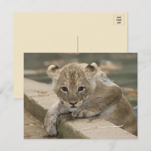 Cute African Lion Cub Postcard