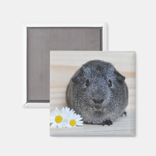 Cute Agouti Guinea Pig with Daisies Magnet