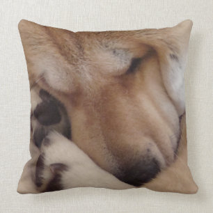 cute akita dog asleep cuddling paws original photo cushion