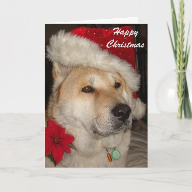 Cute akita dog red santa hat pointsettia christmas holiday card (Front)