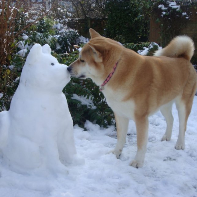 cute akita kissing snowman akita dog jigsaw puzzle (Creator Uploaded)