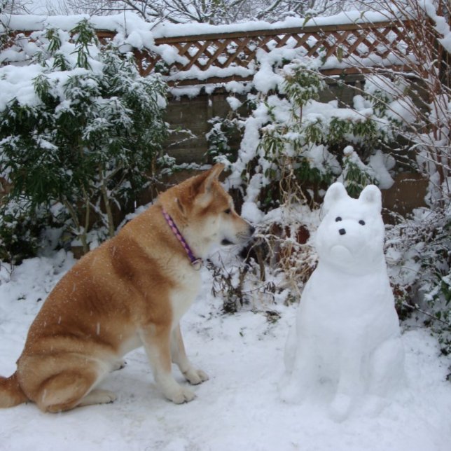 cute akita sitting in snow with snowman dog photo postcard (Creator Uploaded)