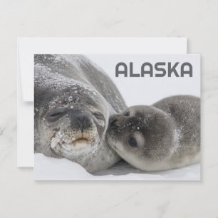 Cute Alaska Baby Seal and Mom Postcard