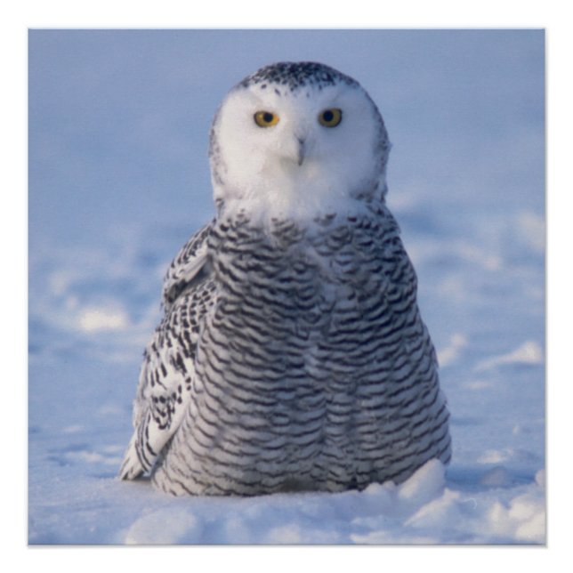 Cute Alaska Winter Snowy Owl Photo Designed Poster (Front)