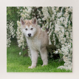 Cute Alaskan Malamute Dog Puppy in Flowers Photo Jigsaw Puzzle