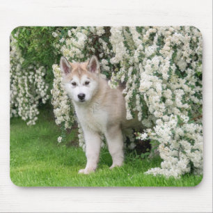 Cute Alaskan Malamute Dog Puppy in Flowers Photo - Mouse Mat