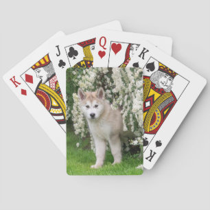 Cute Alaskan Malamute Dog Puppy in Flowers Photo Playing Cards