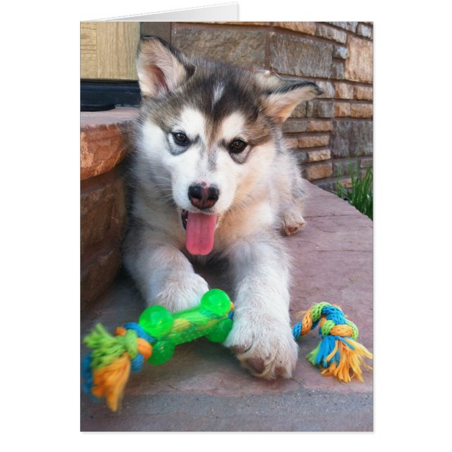 Cute Alaskan Malamute Pup Photo Get Well Template (Front)