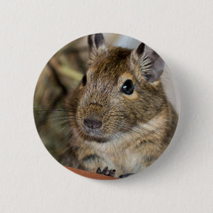 Cute Alert Degu Photograph 6 Cm Round Badge