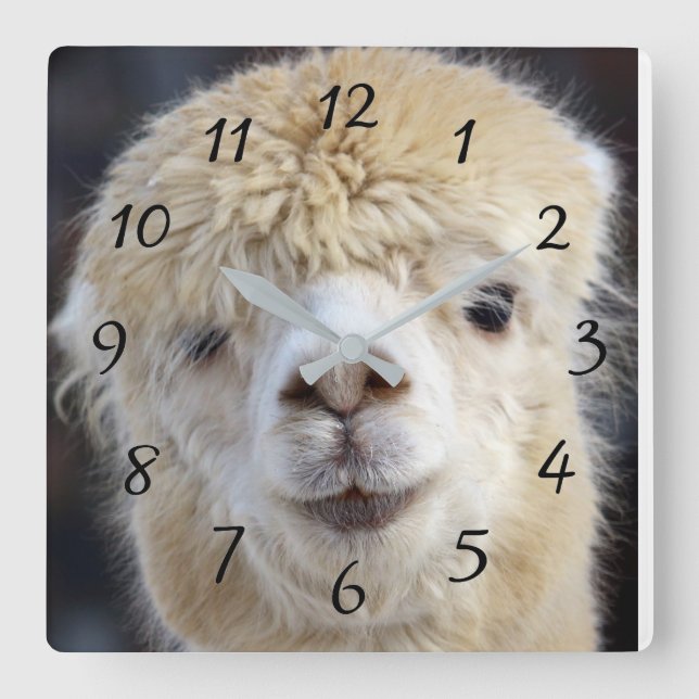Cute Alpaca face Square Wall Clock (Front)