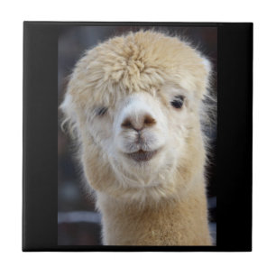 Cute Alpaca face Tile
