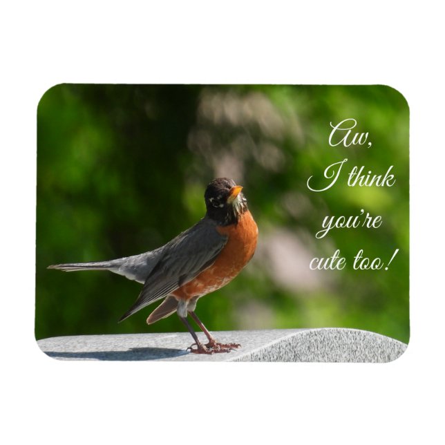 Cute American Robin *customise* Magnet (Horizontal)