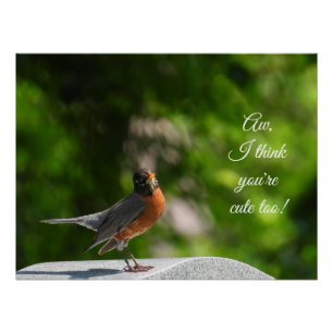 Cute American Robin *customise* Poster