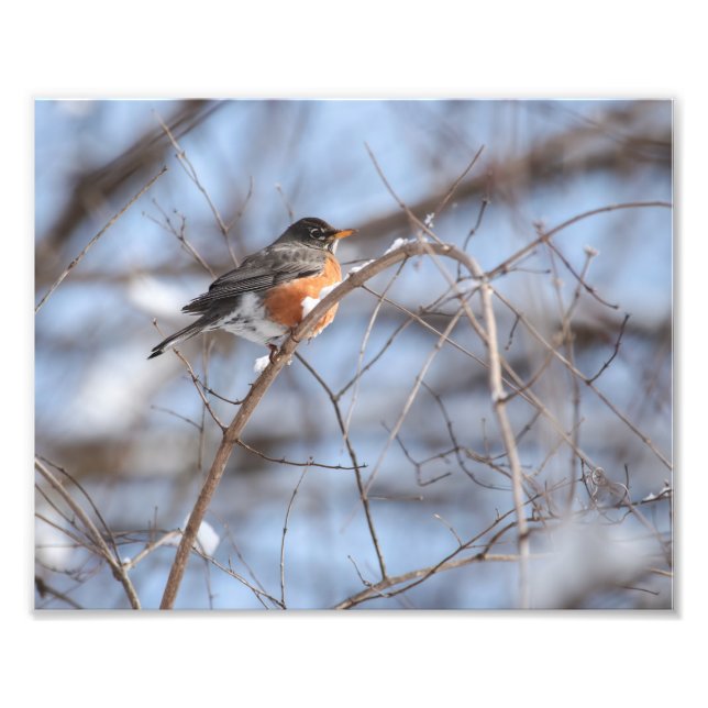 Cute American Robin Sits on Snowy Branch in Winter Photo Print (Front)