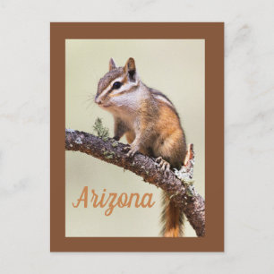 Cute and chubby chipmunk, Arizoina Postcard