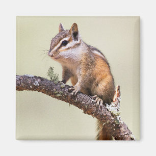 Cute and chubby chipmunk magnet