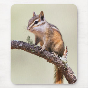 Cute and chubby chipmunk mouse mat