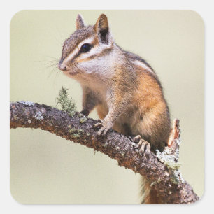 Cute and chubby chipmunk square sticker