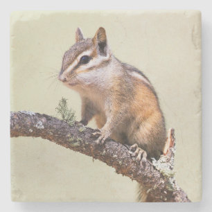 Cute and Chubby Chipmunk Stone Coaster