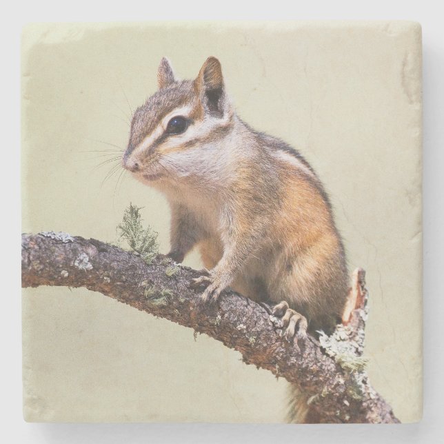 Cute and Chubby Chipmunk Stone Coaster (Front)